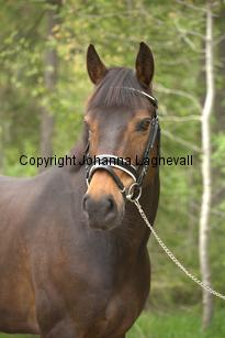 royal_6701.jpg