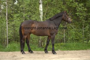 royal_6703.jpg