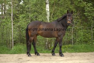 royal_6706.jpg
