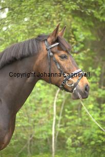 royal_6707.jpg