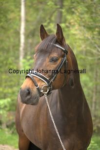 royal_6709.jpg