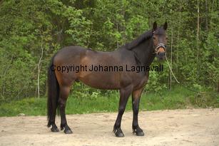 royal_6710.jpg