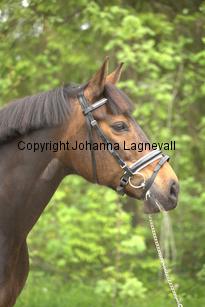 royal_6712.jpg