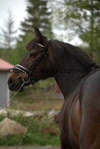 royal_6715.jpg
