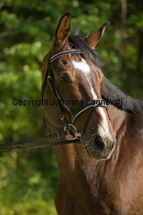 buster_7440-2.jpg