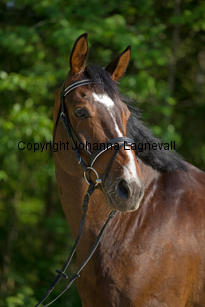 buster_7444-2.jpg