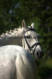 lordwhitney_7457.jpg