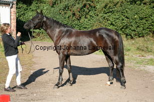 firefly_6336.jpg