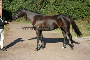 firefly_6339.jpg