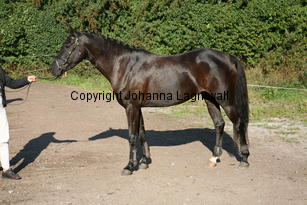 firefly_6340.jpg
