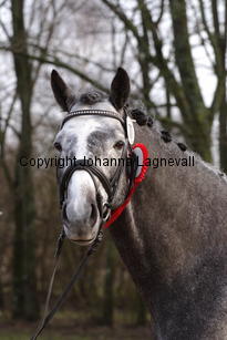 bocaccioarden_4825.jpg