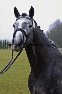 bocaccioarden_8403-2.jpg