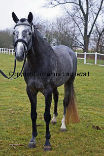 bocaccioarden_8406-2.jpg