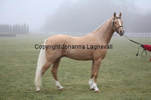 bodethalsdancerhit_8330.jpg