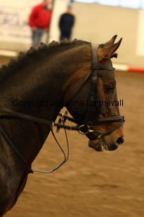 minotauros_8575-2.jpg