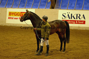 minotauros_8726-2.jpg