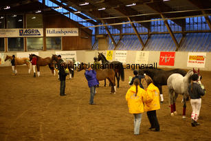 hingstshow_8719-2.jpg