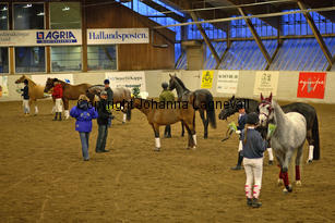 hingstshow_8720.jpg