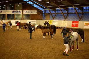 hingstshow_8721-2.jpg