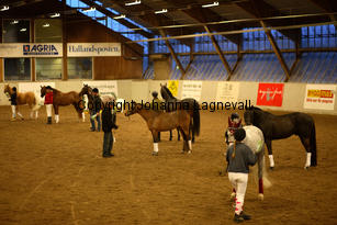 hingstshow_8722-2.jpg