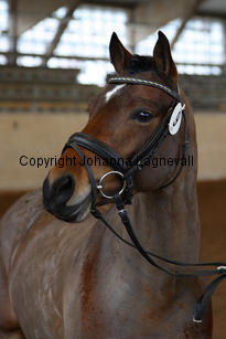 pondus_8368-2.jpg