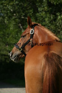 carizma_5183.jpg