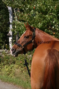 carizma_5184.jpg