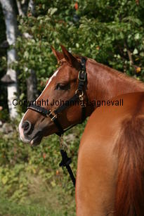 carizma_5185.jpg