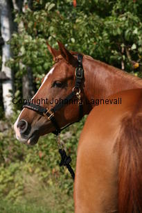 carizma_5186.jpg