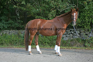 cometh_4561-2.jpg