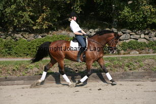harry_5012.jpg