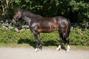 morina_5200.jpg