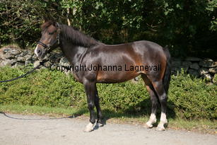 morina_5211.jpg