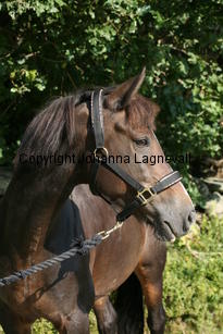 morina_5219.jpg
