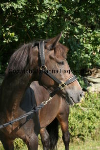 morina_5220.jpg