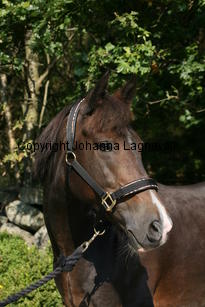 morina_5221.jpg