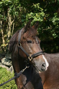 morina_5222.jpg