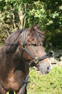 morina_5235.jpg