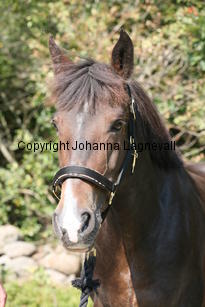 morina_5237.jpg