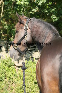 morina_5240.jpg