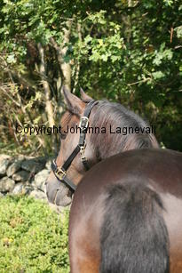 morina_5241.jpg
