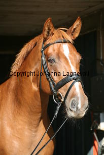 debut_3909.jpg