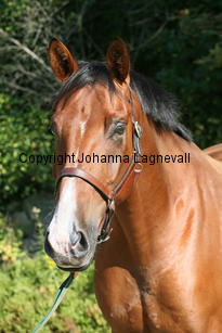 magic_4005-2.jpg