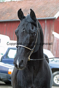 armaani_7133_2.jpg
