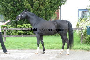 armaani_7172.jpg