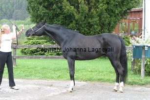 armaani_7173.jpg