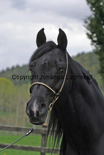 armaani_7178_2.jpg