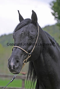 armaani_7179_2.jpg