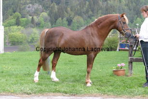 carolinasfoxglove_7221.jpg
