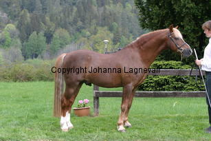 carolinasfoxglove_7223.jpg